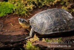 Guyana-Erdschildkröte, Rhinoclemmys Punctularia