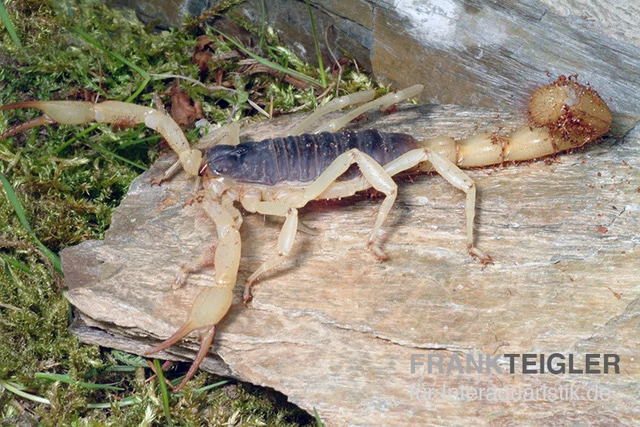 Haariger Wüstenskorpion, Hadrurus arizonensis Haariger Wüstenskorpion, Hadrurus Arizonensis -Container Haustiere Geschäft Haariger Wuestenskorpion Hadrurus arizonensis 1