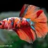 Halfmoon Kampffisch Koi Männchen, Betta Halfmoon Koi 1 Halfmoon Kampffisch Koi Männchen, Betta Halfmoon Koi -Container Haustiere Geschäft Halfmoon Kampffisch Koi Betta Halfmoon Koi 1