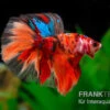 Halfmoon Kampffisch Nemo, Männchen, Betta Splendens 2 Halfmoon Kampffisch Nemo, Männchen, Betta Splendens -Container Haustiere Geschäft Halfmoon Kampffisch Nemo Maennchen Betta splendens 1