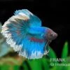 Halfmoon Kampffisch Rose Petal, Männchen, Betta Splendens -Container Haustiere Geschäft Halfmoon Kampffisch Rose Petal Maennchen Betta splendens 1