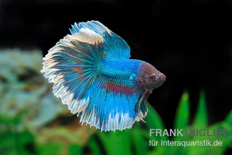 Halfmoon Kampffisch Rose Petal, Männchen, Betta splendens Halfmoon Kampffisch Rose Petal, Männchen, Betta Splendens -Container Haustiere Geschäft Halfmoon Kampffisch Rose Petal Maennchen Betta splendens 1