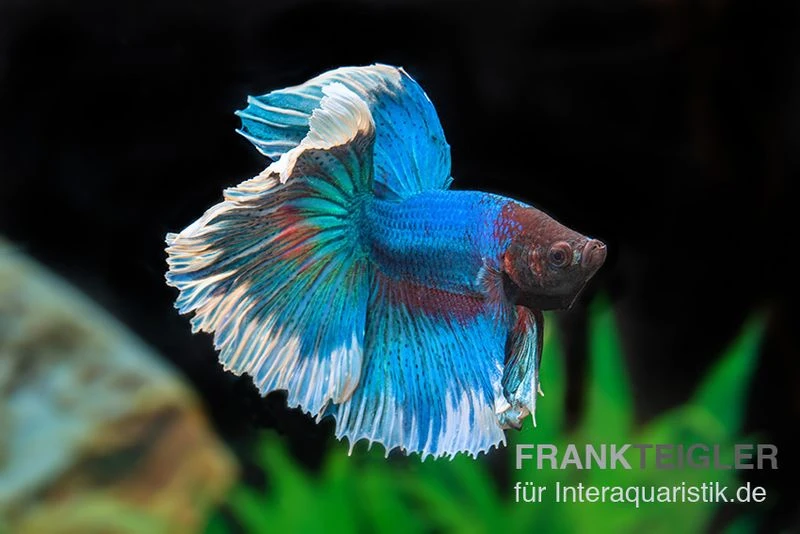 Halfmoon Kampffisch Rose Petal, Männchen, Betta splendens Halfmoon Kampffisch Rose Petal, Männchen, Betta Splendens -Container Haustiere Geschäft Halfmoon Kampffisch Rose Petal Maennchen Betta splendens 2