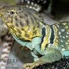 Halsbandleguan, Crotaphytus Collaris -Container Haustiere Geschäft Halsbandleguan Crotaphytus collaris 1