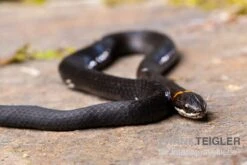 Halsbandnatter, Diadophis Punctatus -Container Haustiere Geschäft Halsbandnatter Diadophis punctatus 3