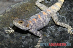 Hardun, Laudakia Stellio Brachydactyla -Container Haustiere Geschäft Hardun Laudakia stellio brachydactyla 2