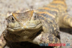 Hardun, Laudakia Stellio Brachydactyla -Container Haustiere Geschäft Hardun Laudakia stellio brachydactyla 3