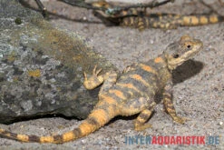 Hardun, Laudakia Stellio Brachydactyla -Container Haustiere Geschäft Hardun Laudakia stellio brachydactyla 4