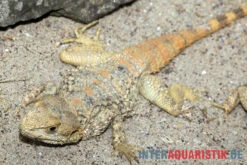 Hardun, Laudakia Stellio Brachydactyla -Container Haustiere Geschäft Hardun Laudakia stellio brachydactyla 5