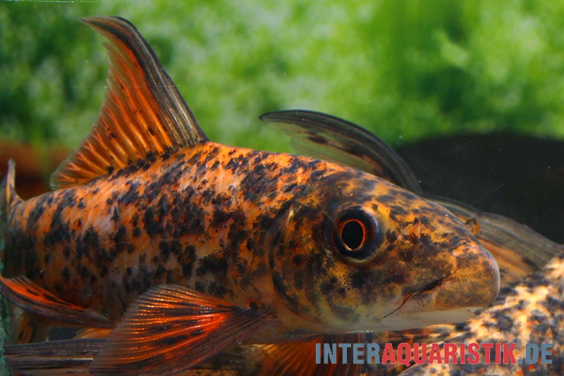 Harlekin-Fransenlipper, Labeo cyclorhynchus Harlekin-Fransenlipper, Labeo Cyclorhynchus -Container Haustiere Geschäft Harlekin Fransenlipper Labeo cyclorhynchus neu 2