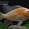 Heckels Buntbarsch Albino, Acarichthys Heckelii -Container Haustiere Geschäft Heckels Buntbarsch albino Acarichthys heckelii 1