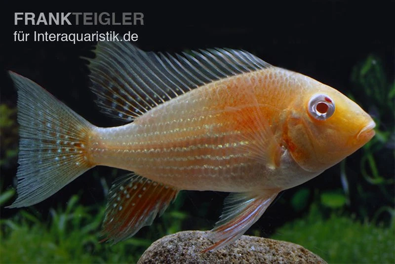 Heckels Buntbarsch albino, Acarichthys heckelii Heckels Buntbarsch Albino, Acarichthys Heckelii -Container Haustiere Geschäft Heckels Buntbarsch albino Acarichthys heckelii 1
