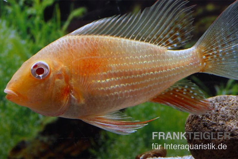 Heckels Buntbarsch albino, Acarichthys heckelii Heckels Buntbarsch Albino, Acarichthys Heckelii -Container Haustiere Geschäft Heckels Buntbarsch albino Acarichthys heckelii 2