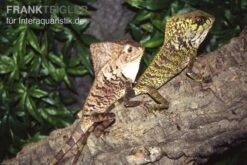Helmleguan, Corytophanes Cristatus -Container Haustiere Geschäft Helmleguan Corytophanes cristatus 2
