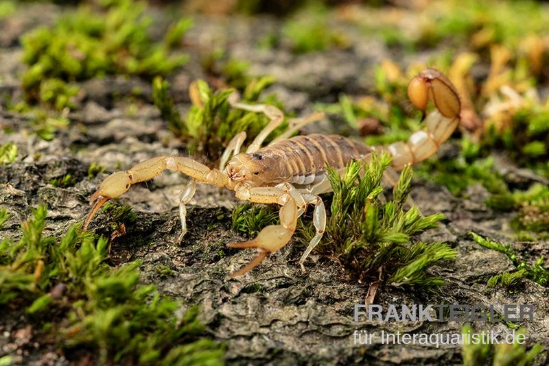 Hentz-Gestreifter-Skorpion, Centruroides hentzi Hentz-Gestreifter-Skorpion, Centruroides Hentzi -Container Haustiere Geschäft Hentz Gestreifter Skorpion Centruroides hentzi 2