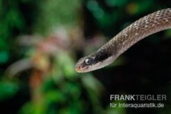 Herald-Schlange, Crotaphopeltis Hotamboeia -Container Haustiere Geschäft Herald Schlange Crotaphopeltis hotamboeia