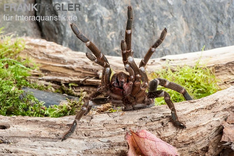 Herkules-Vogelspinne, Hysterocrates hercules Herkules-Vogelspinne, Hysterocrates Hercules -Container Haustiere Geschäft Herkules Vogelspinne Hysterocrates hercules 1