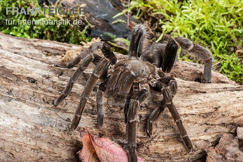 Herkules-Vogelspinne, Hysterocrates hercules Herkules-Vogelspinne, Hysterocrates Hercules -Container Haustiere Geschäft Herkules Vogelspinne Hysterocrates hercules 2