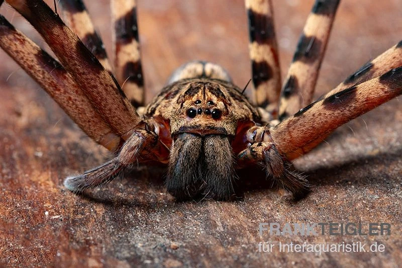 Riesenkrabbenspinne, Heteropoda cf. Maxima Riesenkrabbenspinne, Heteropoda Cf. Maxima -Container Haustiere Geschäft Heteropoda cf maxima 28