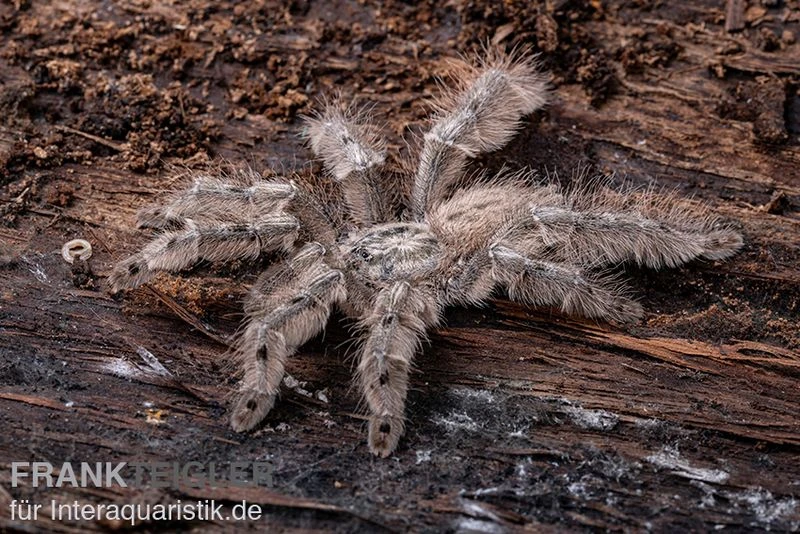Marmorvogelspinne, Heteroscodra maculata XL Marmorvogelspinne, Heteroscodra Maculata XL -Container Haustiere Geschäft Heteroscodra maculata 2