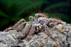 Marmorvogelspinne, Heteroscodra Maculata XL 3 Marmorvogelspinne, Heteroscodra Maculata XL -Container Haustiere Geschäft Heteroscodra maculata WSPFT0929