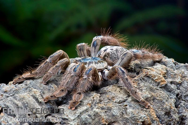 Marmorvogelspinne, Heteroscodra maculata XL Marmorvogelspinne, Heteroscodra Maculata XL -Container Haustiere Geschäft Heteroscodra maculata WSPFT0929