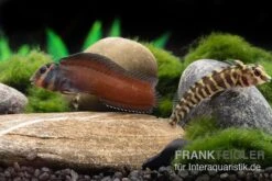 Heyligeri-Schleimfisch, Phenablennius Heyligeri