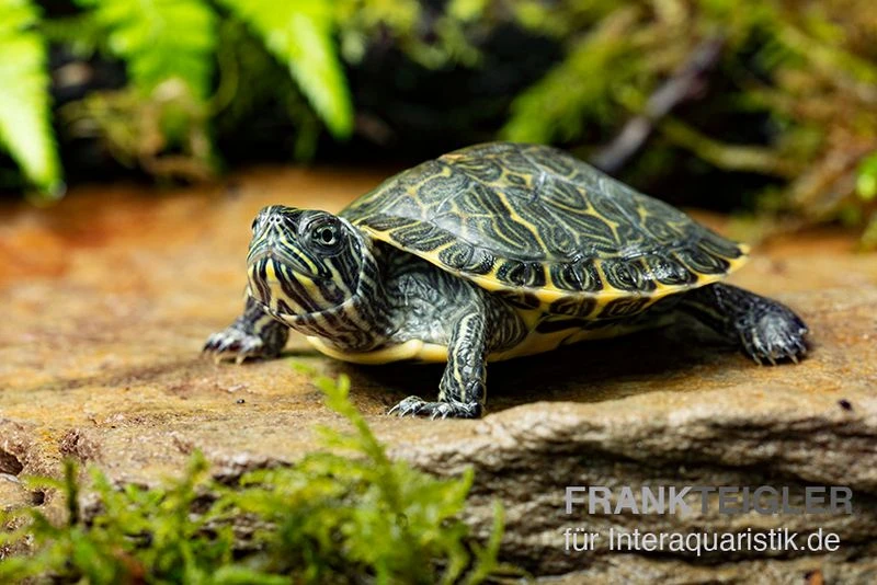 Hieroglyphen-Schmuckschildkröte, Pseudemys concinna concinna FZ Hieroglyphen-Schmuckschildkröte, Pseudemys Concinna Concinna FZ -Container Haustiere Geschäft Hieroglyphen Schmuckschildkroete Pseudemys concinna concinna 1