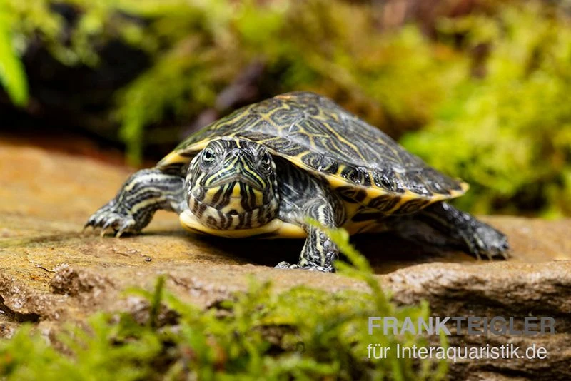 Hieroglyphen-Schmuckschildkröte, Pseudemys concinna concinna FZ Hieroglyphen-Schmuckschildkröte, Pseudemys Concinna Concinna FZ -Container Haustiere Geschäft Hieroglyphen Schmuckschildkroete Pseudemys concinna concinna 2