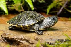 Hieroglyphen-Schmuckschildkröte, Pseudemys Concinna Concinna FZ 4 Hieroglyphen-Schmuckschildkröte, Pseudemys Concinna Concinna FZ -Container Haustiere Geschäft Hieroglyphen Schmuckschildkroete Pseudemys concinna concinna 3