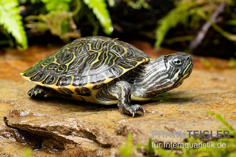 Hieroglyphen-Schmuckschildkröte, Pseudemys concinna concinna FZ Hieroglyphen-Schmuckschildkröte, Pseudemys Concinna Concinna FZ -Container Haustiere Geschäft Hieroglyphen Schmuckschildkroete Pseudemys concinna concinna 3