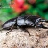 Hirschkäfer, Dorcus Alcides -Container Haustiere Geschäft Hirschkaefer Dorcus alcides 1