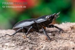 Hirschkäfer, Dorcus Alcides -Container Haustiere Geschäft Hirschkaefer Dorcus alcides 5