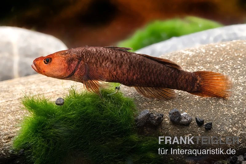 Hitam Grundel, Mugilogobius hitam Hitam Grundel, Mugilogobius Hitam -Container Haustiere Geschäft Hitam Grundel Mugilogobius hitam 1