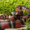 Honduras-Königsnatter, Lampropeltis Tringulum Hondurensis -Container Haustiere Geschäft Honduras Koenigsnatter Lampropeltis tringulum hondurensis 1