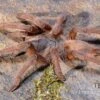 Hua Hin Vogelspinne, Chilobrachys Huahini XL -Container Haustiere Geschäft Hua Hin Vogelspinne Chilobrachys huahini 1