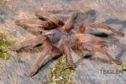 Hua Hin Vogelspinne, Chilobrachys Huahini XL