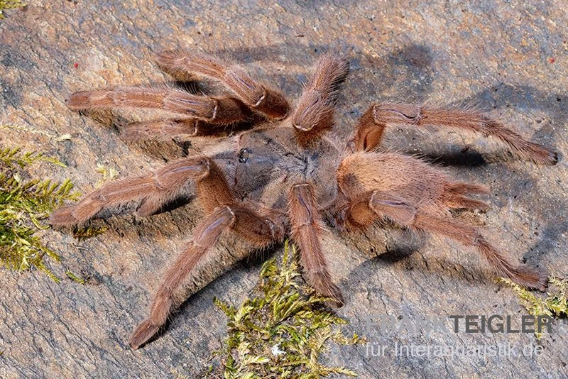 Hua Hin Vogelspinne, Chilobrachys huahini XL Hua Hin Vogelspinne, Chilobrachys Huahini XL -Container Haustiere Geschäft Hua Hin Vogelspinne Chilobrachys huahini 1