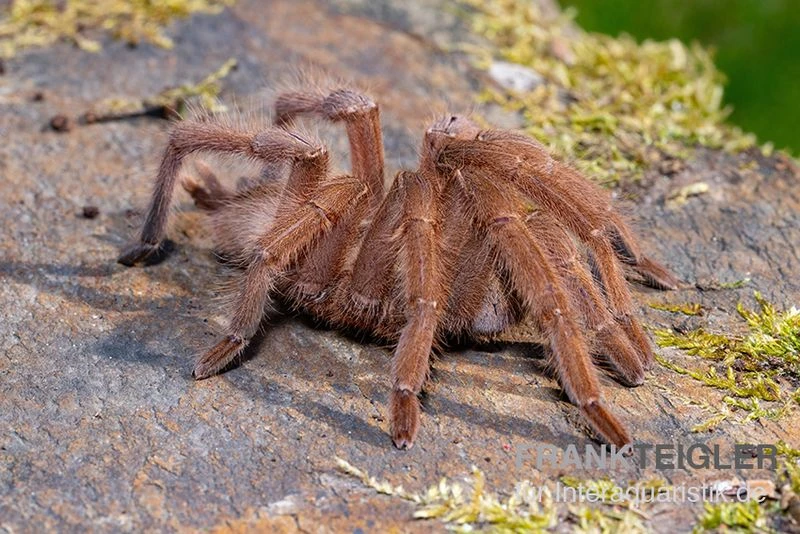 Hua Hin Vogelspinne, Chilobrachys huahini XL Hua Hin Vogelspinne, Chilobrachys Huahini XL -Container Haustiere Geschäft Hua Hin Vogelspinne Chilobrachys huahini 2