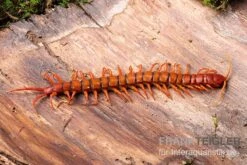 Hundertfüßer, Scolopendra Subspinipes "Malay Red Cherry" -Container Haustiere Geschäft Hundertfuesser Scolopendra subspinipes Malay Red Cherry 1