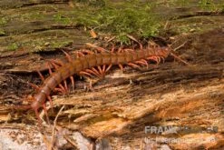 Hundertfüßer, Scolopendra Subspinipes "Thai-Red-Dragon" -Container Haustiere Geschäft Hundertfuesser Scolopendra subspinipes ThaiRedDragon 02