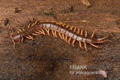 Hundertfüßer, Scolopendra Subspinipes "Thai-Red-Dragon" -Container Haustiere Geschäft Hundertfuesser Scolopendra subspinipes ThaiRedDragon 03