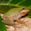 Eichhörnchenfrosch, Hyla Squirella -Container Haustiere Geschäft Hyla squirella regenfrosch eichhoernchenfrosch