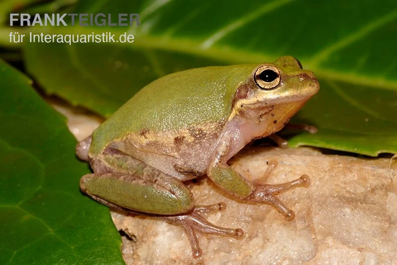 Eichhörnchenfrosch, Hyla squirella Eichhörnchenfrosch, Hyla Squirella -Container Haustiere Geschäft Hyla squirella regenfrosch eichhoernchenfrosch