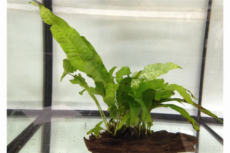 Ordnung im Barschbecken: Set aus Rennschnecken und einer bepflanzten Wurzel Ordnung Im Barschbecken: Set Aus Rennschnecken Und Einer Bepflanzten Wurzel -Container Haustiere Geschäft IMG 0287