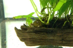 Kleine Putz-Truppe: 3x Rennschnecke + 5x Turmdeckelschnecke -Container Haustiere Geschäft IMG 0289 1