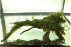 Bundle Scaper Truppe: 10 X Crystal Red Garnele + Mangrovenwurzel Mit Moos 5 Bundle Scaper Truppe: 10 X Crystal Red Garnele + Mangrovenwurzel Mit Moos -Container Haustiere Geschäft IMG 0293