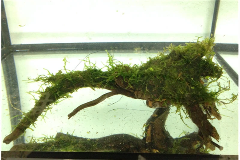 Bundle Scaper Truppe: 10 x Crystal Red Garnele + Mangrovenwurzel mit Moos Bundle Scaper Truppe: 10 X Crystal Red Garnele + Mangrovenwurzel Mit Moos -Container Haustiere Geschäft IMG 0293