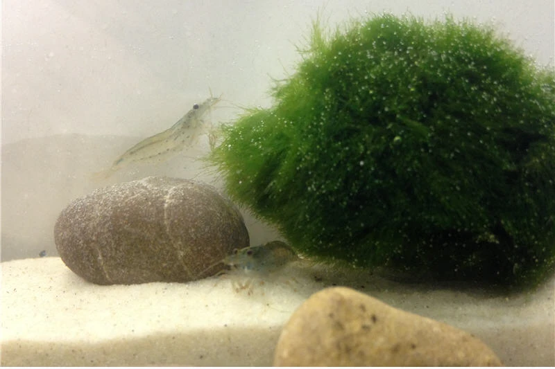 Bundle Große Putz-Truppe: 5 x Rennschnecke + 2 x Tylomelania + 6 x Amanogarnele Bundle Große Putz-Truppe: 5 X Rennschnecke + 2 X Tylomelania + 6 X Amanogarnele -Container Haustiere Geschäft IMG 0296