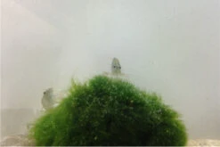 Bundle Große Putz-Truppe: 5 X Rennschnecke + 2 X Tylomelania + 6 X Amanogarnele 4 Bundle Große Putz-Truppe: 5 X Rennschnecke + 2 X Tylomelania + 6 X Amanogarnele -Container Haustiere Geschäft IMG 0304